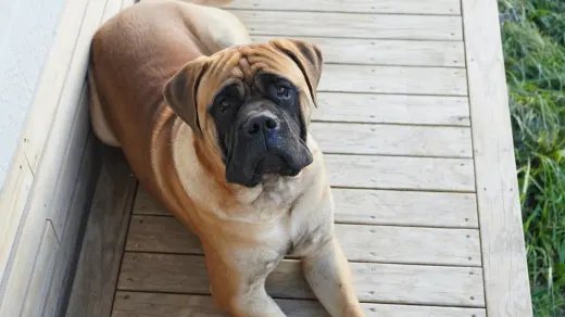 Dog waiting beside food bowl