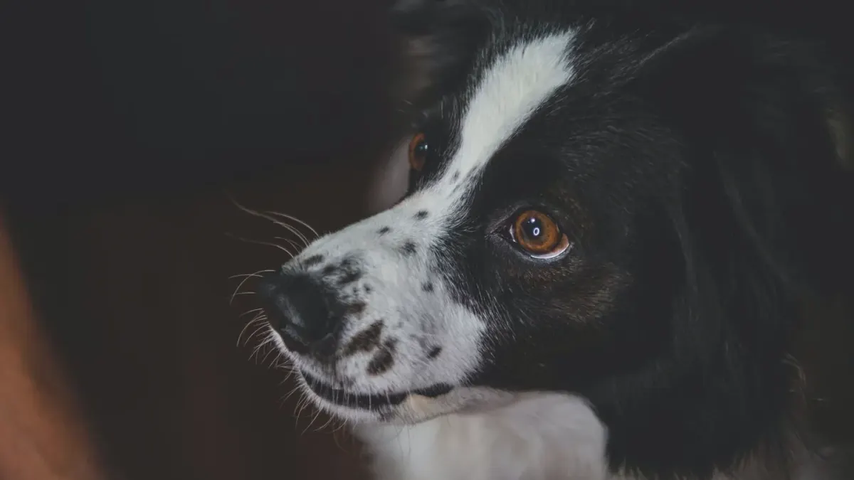 Dog waiting beside food bowl