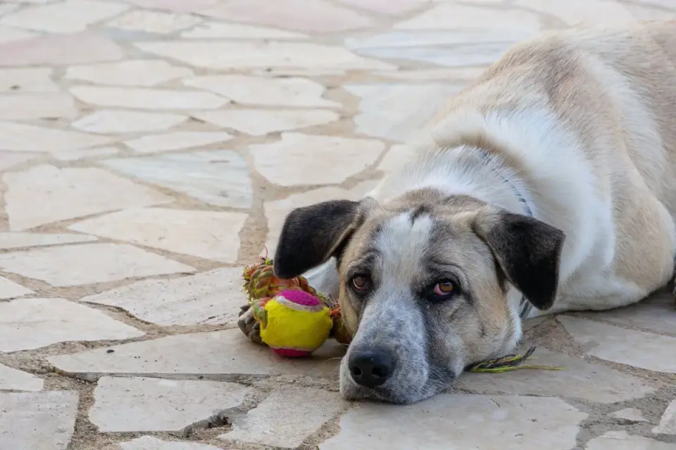 Dog waiting beside food bowl