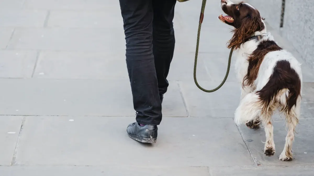 Dog walking with an owner