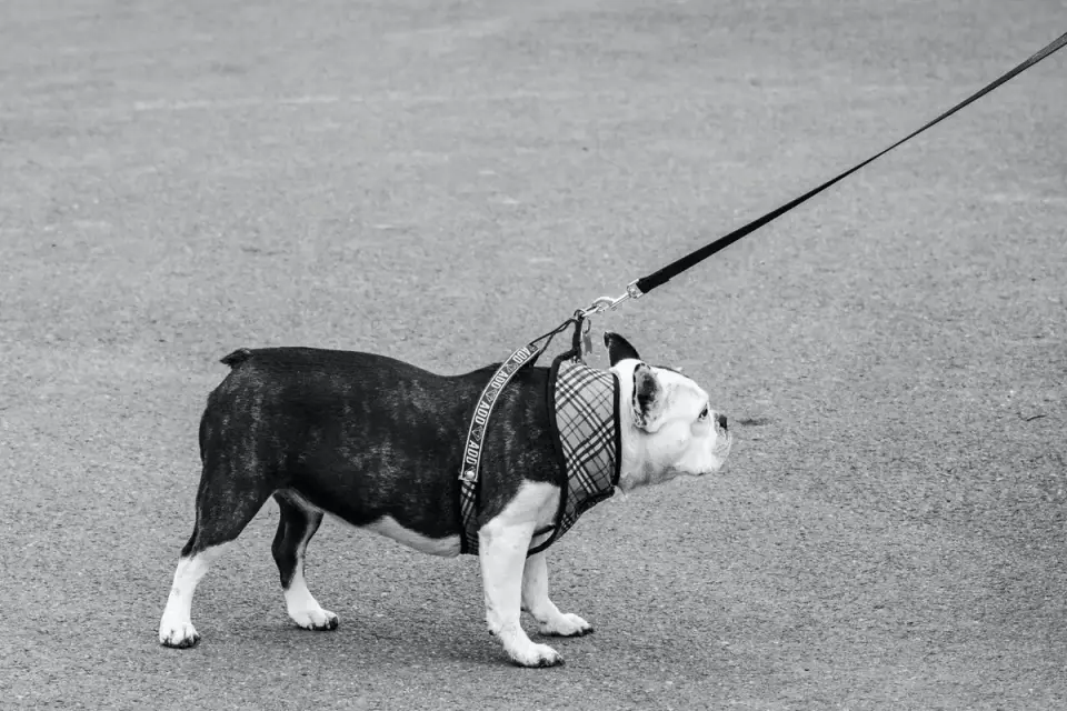 Dog walking with an owner