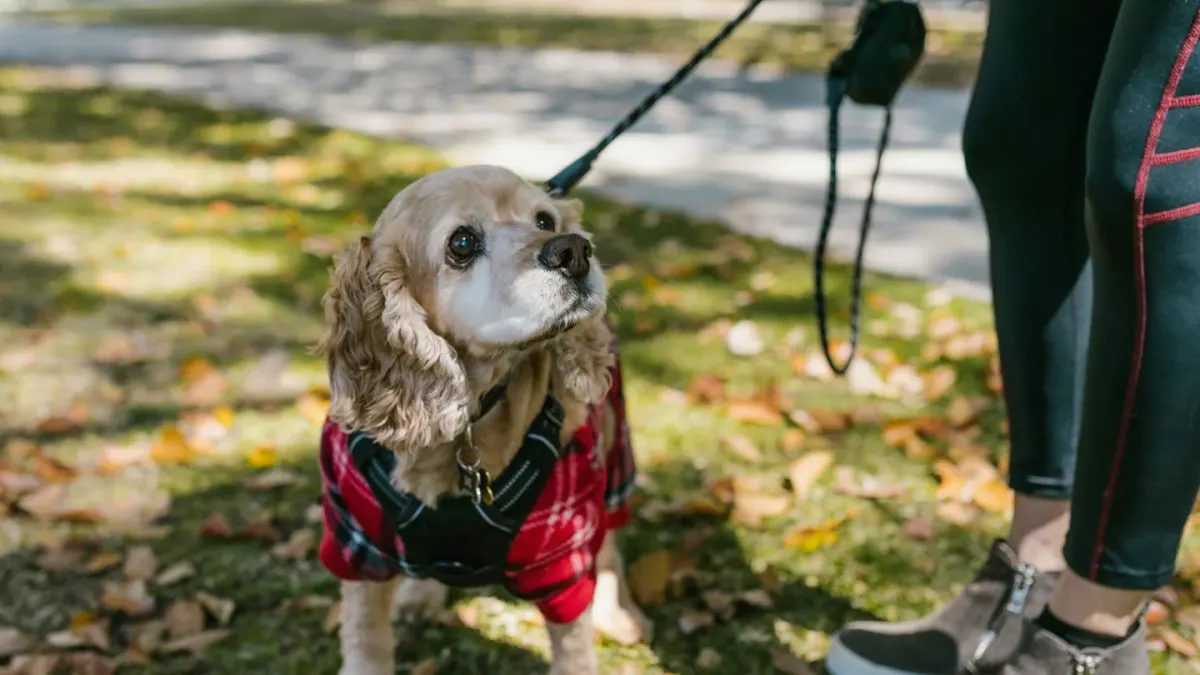 Dog walking with an owner