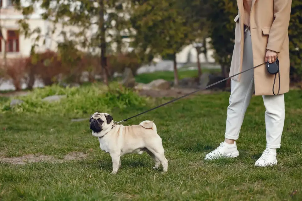 Dog walking with an owner