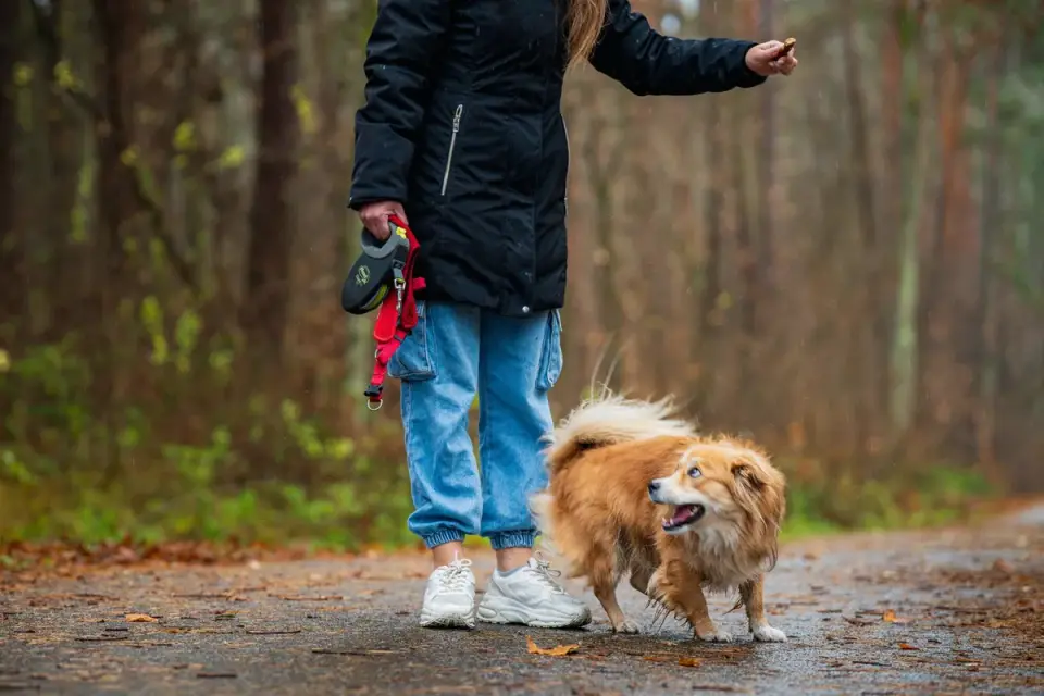 Dog walking with an owner