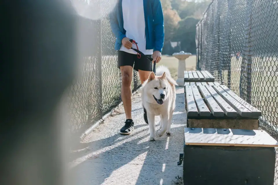 Dog walking with an owner