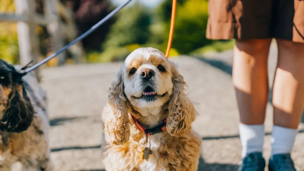 Dog walking with an owner