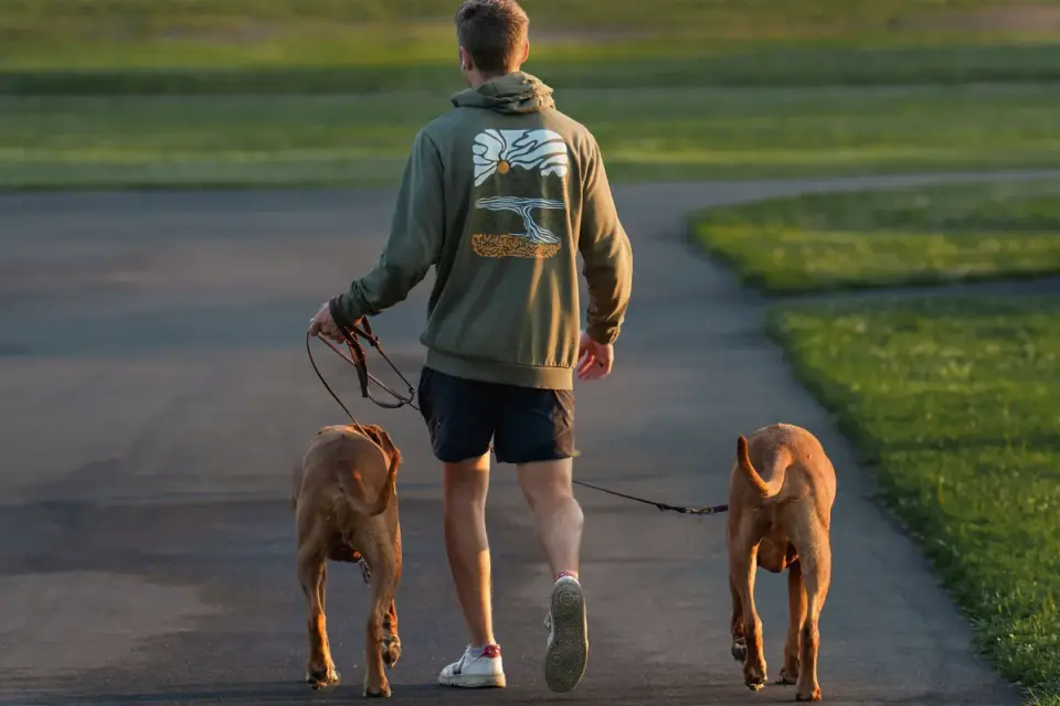 Dog walking with an owner