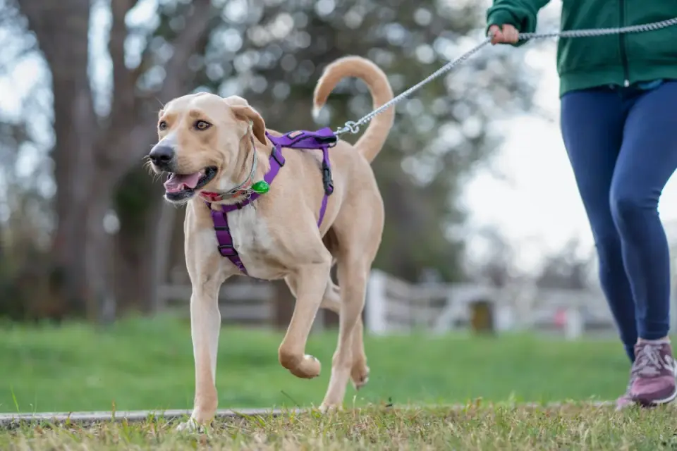 Dog walking with an owner