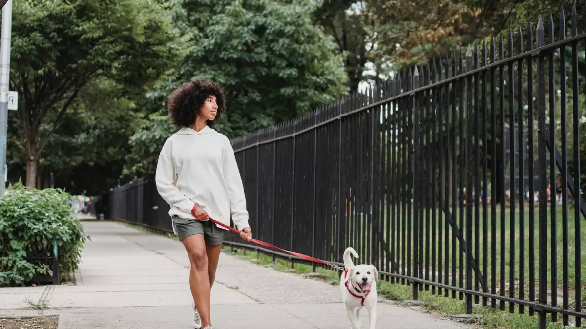 Dog walking with an owner