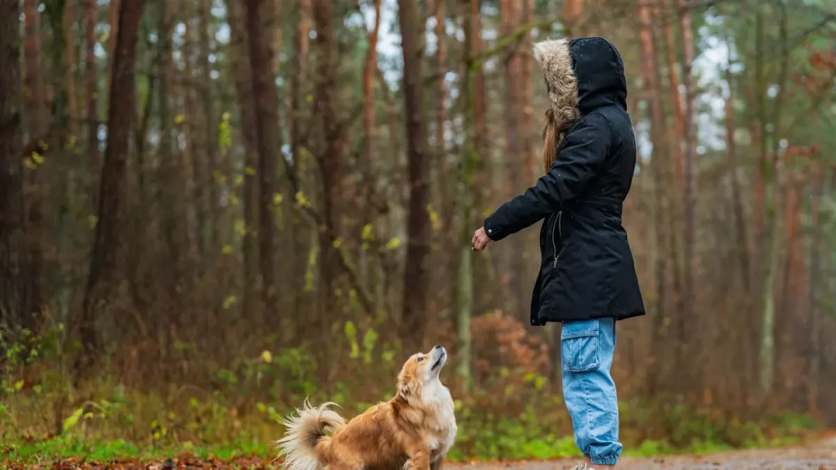 Dog walking with an owner