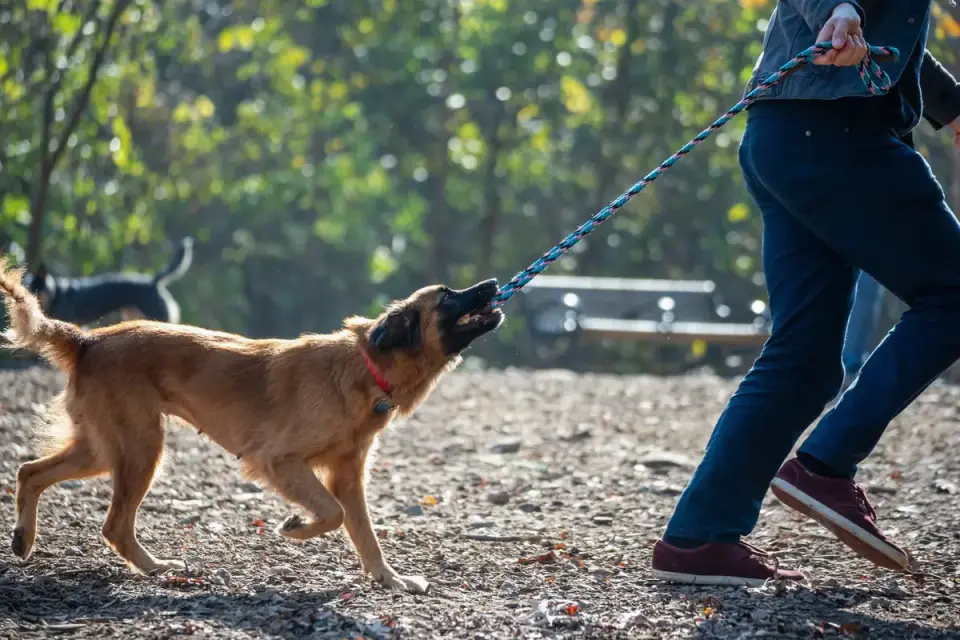 Dog walking with an owner