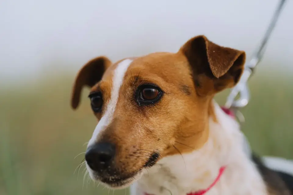 Dog walking with an owner