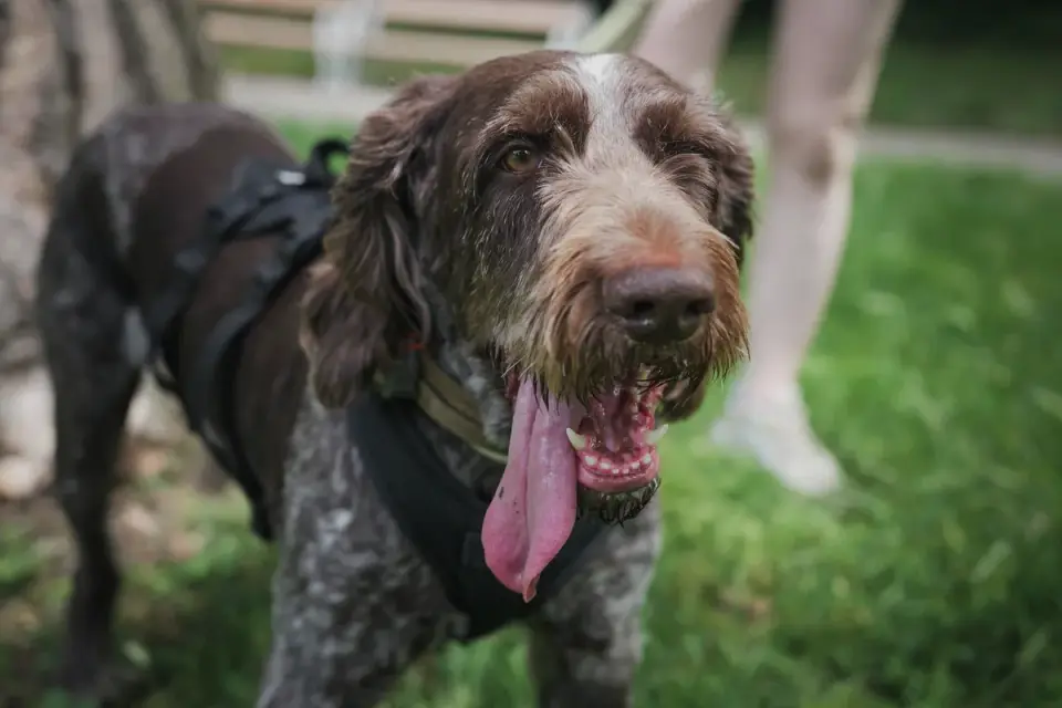 Dog walking with an owner