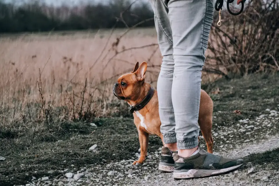 Dog walking with an owner