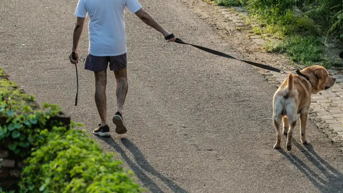 Dog walking with an owner