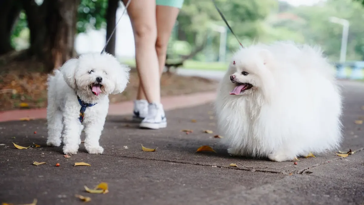 Dog walking with an owner
