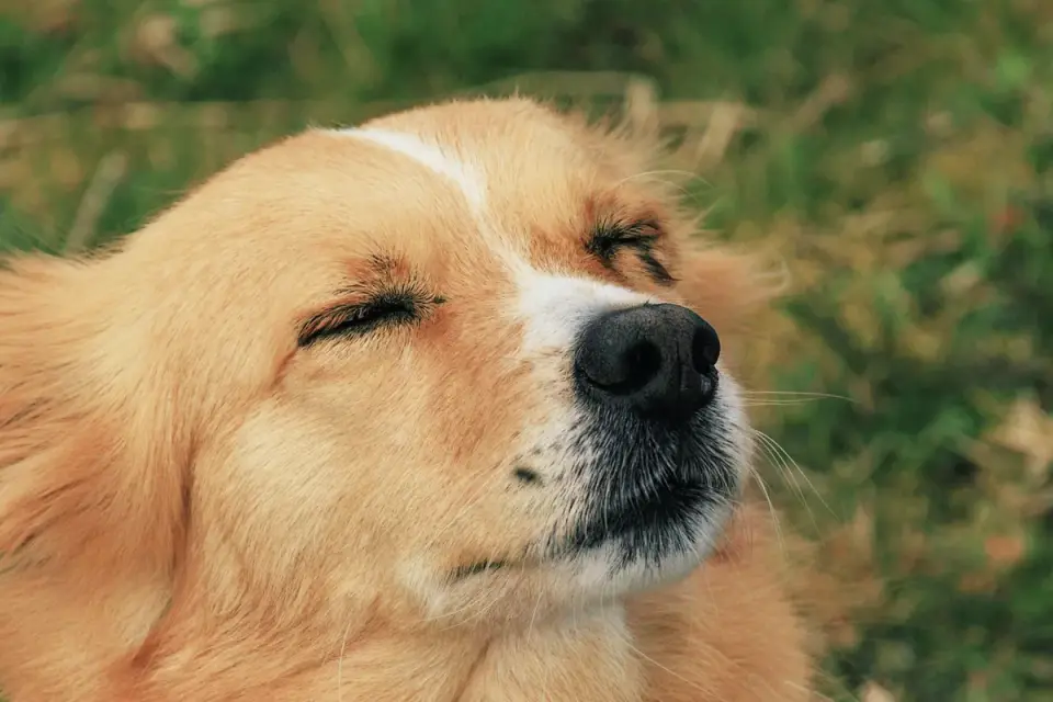 Dog with eyes closed