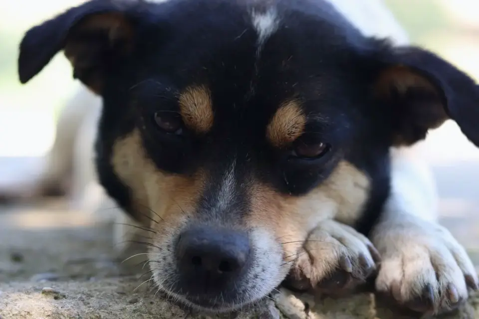 Dog with eyes closed