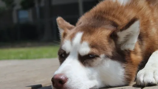 Dog with eyes closed