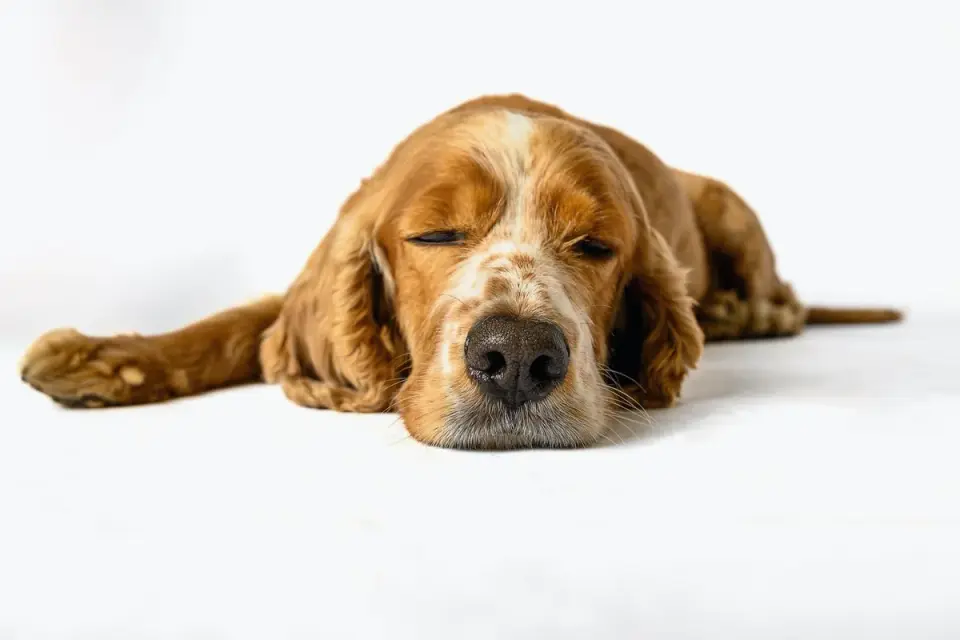 Dog with eyes closed