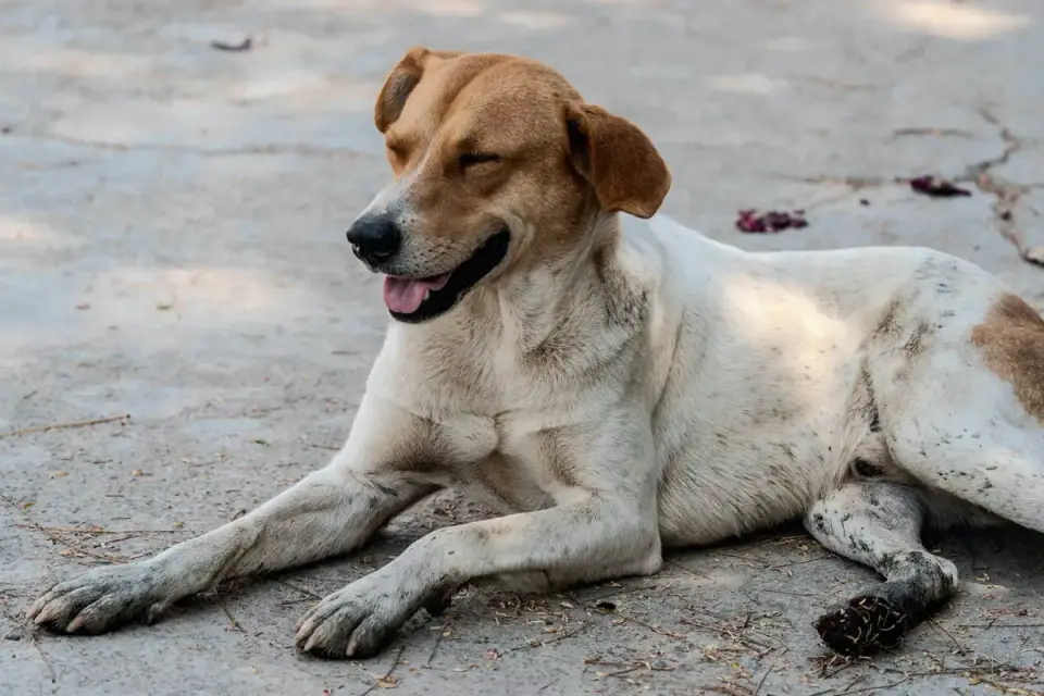 Dog with eyes closed