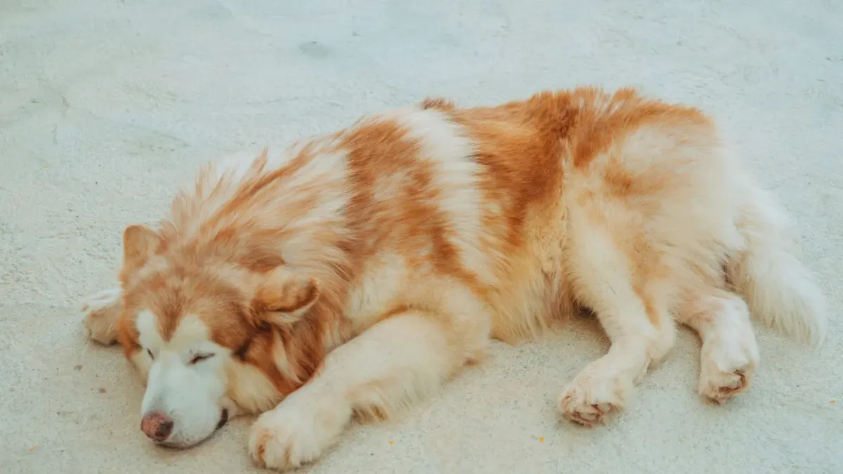 Dog with eyes closed