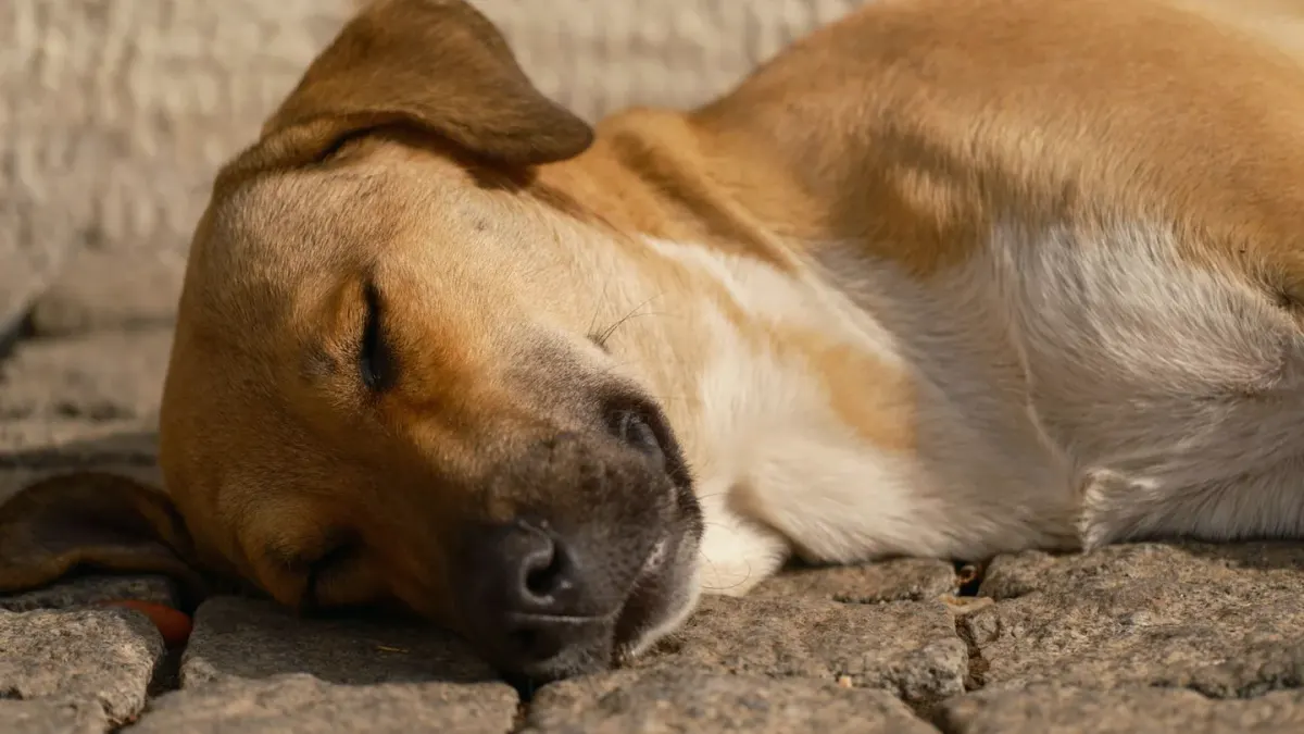 Dog with eyes closed