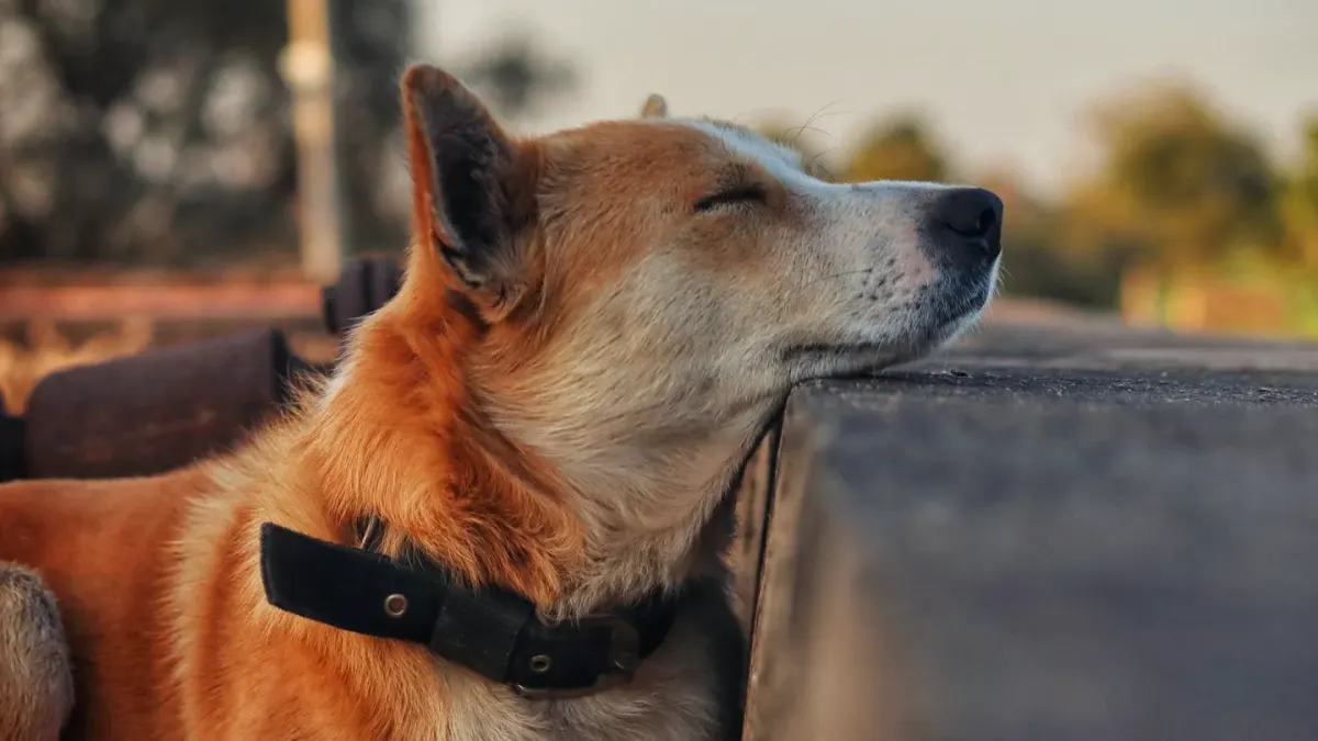 Dog with eyes closed