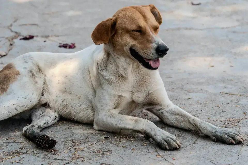 Dog with eyes closed