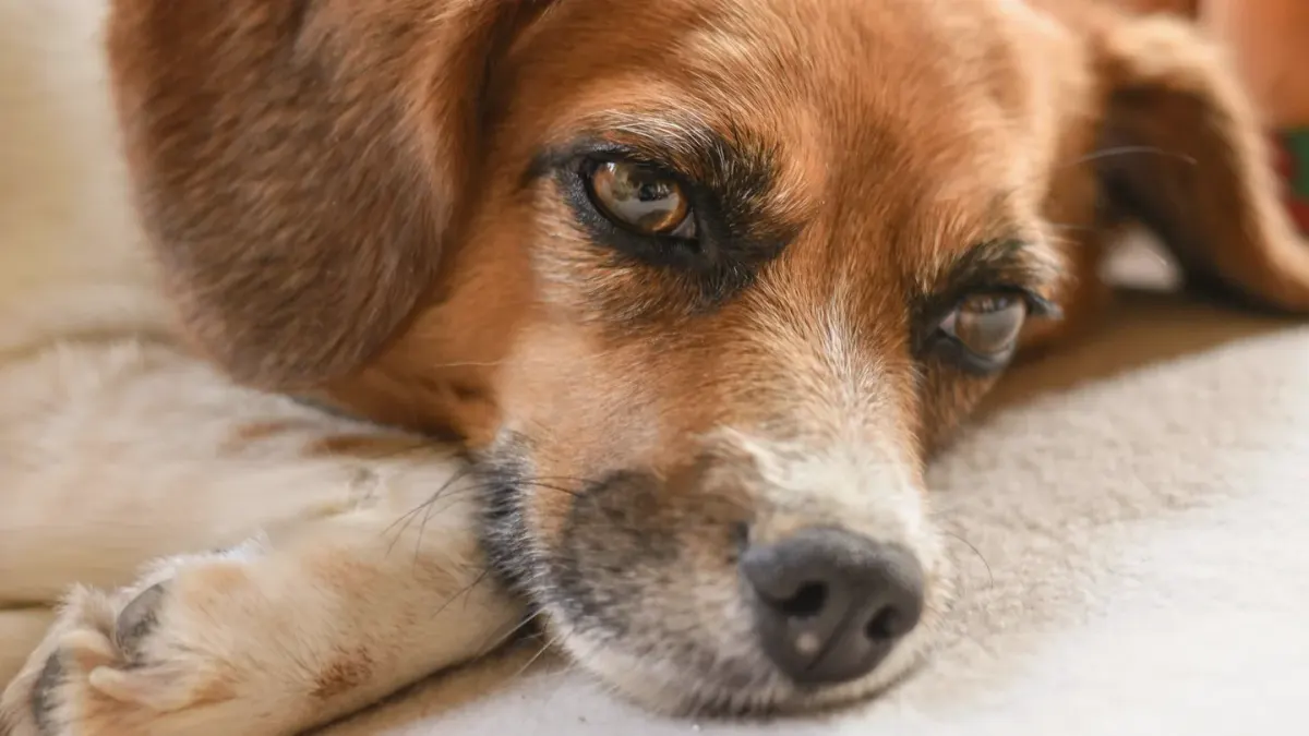 Dog with eyes closed