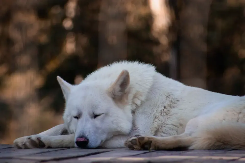 Dog with eyes closed