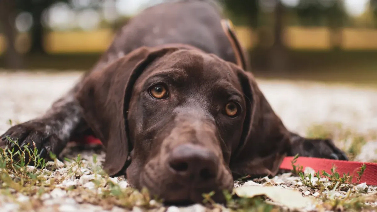 Dog with eyes closed