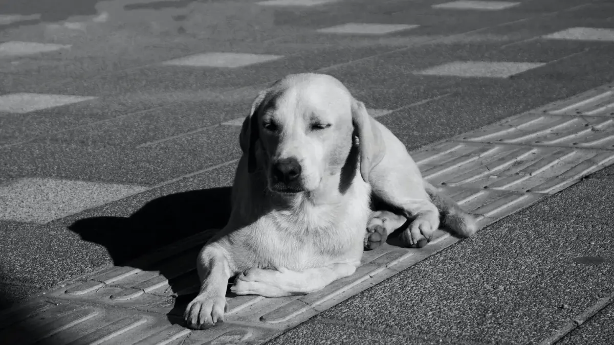 Dog with eyes closed
