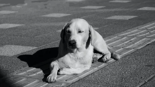 Dog with eyes closed
