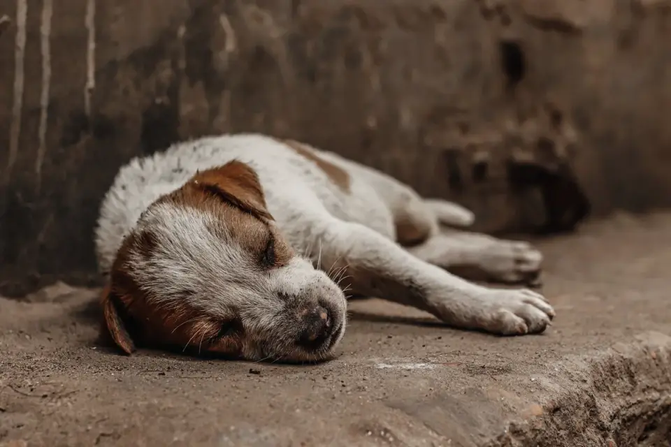Dog with eyes closed