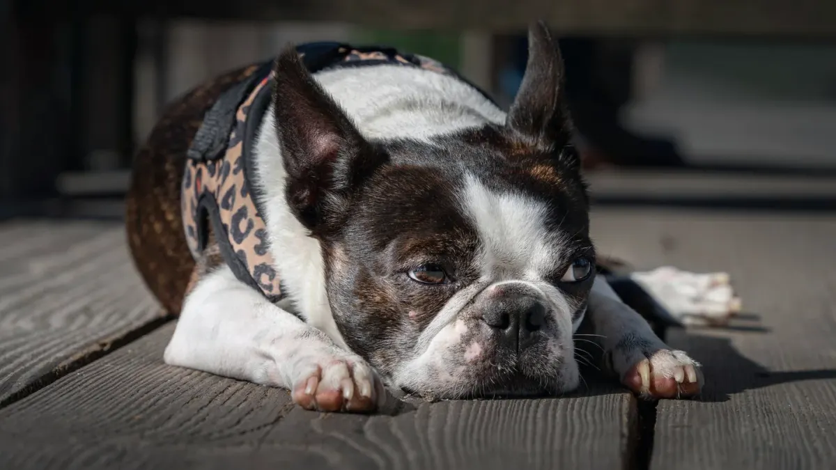 Dog with eyes closed