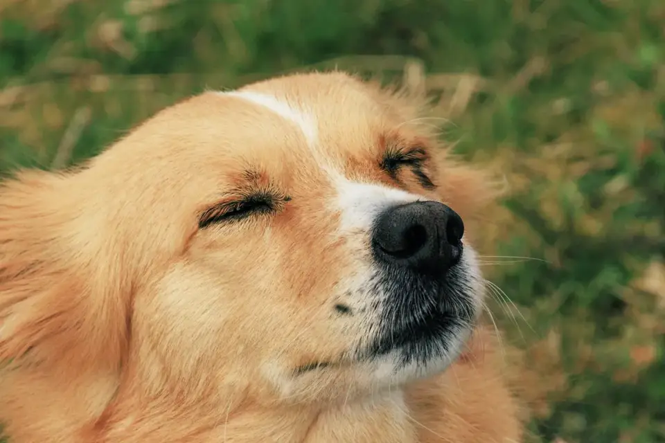 Dog with eyes closed