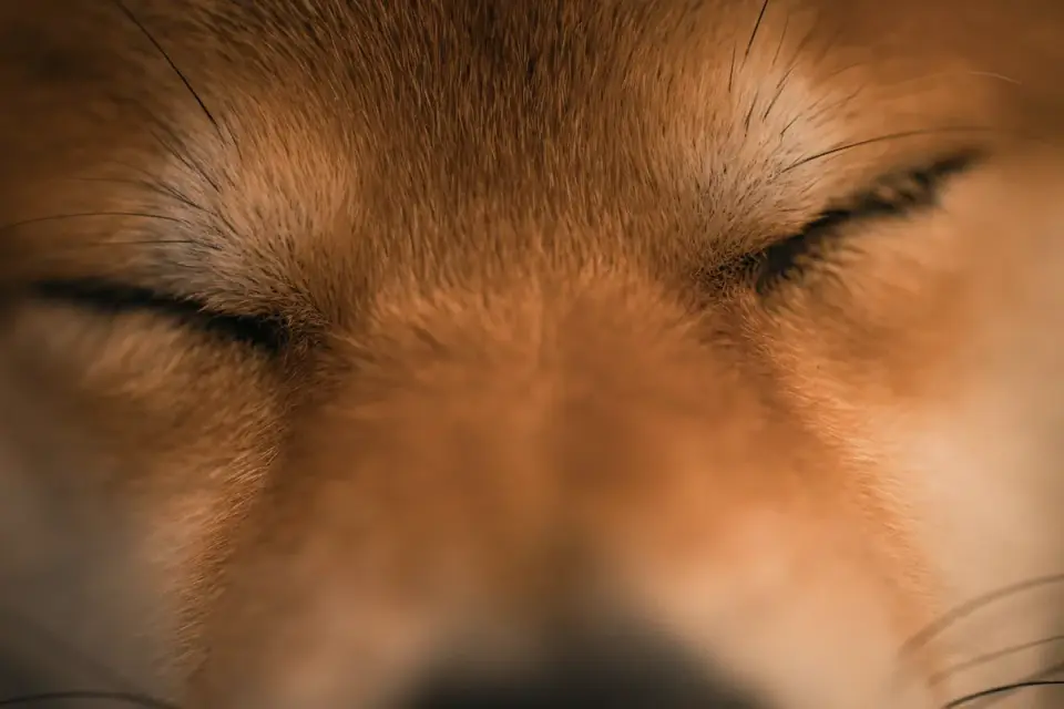 Dog with eyes closed