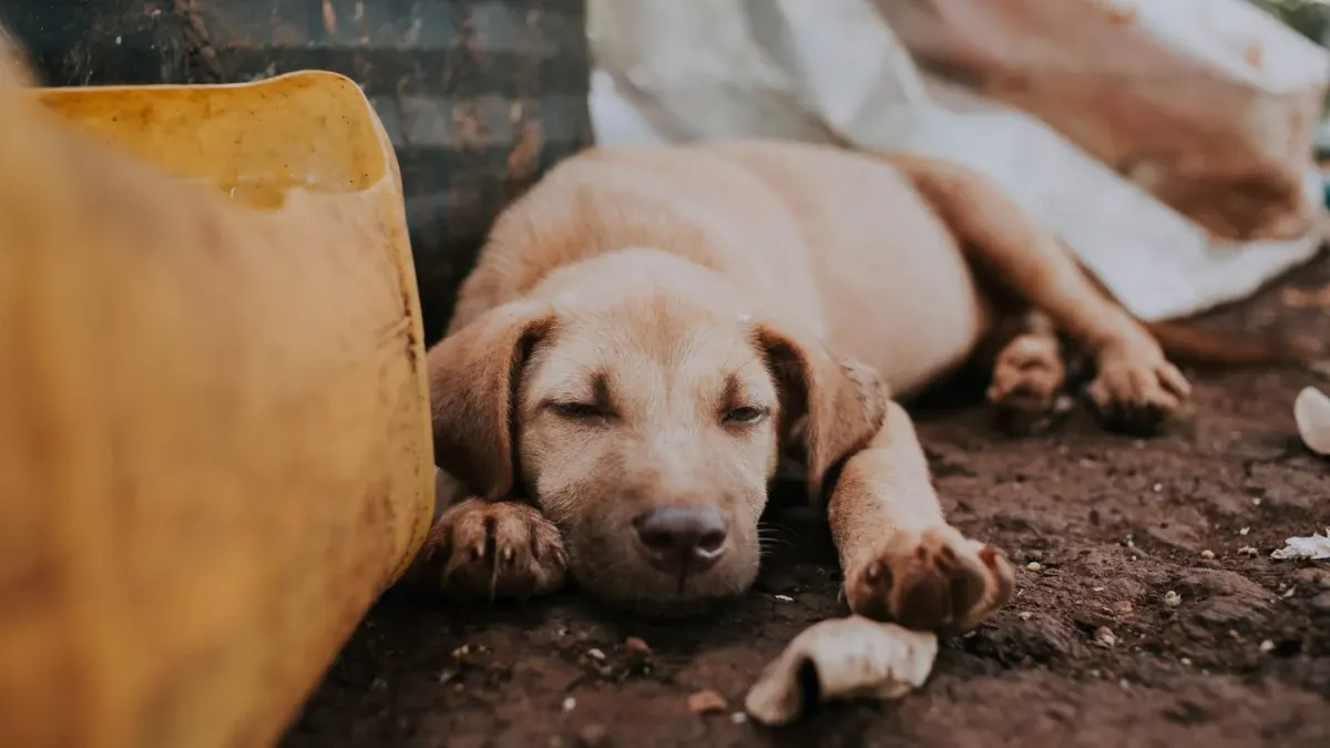 Dog with eyes closed