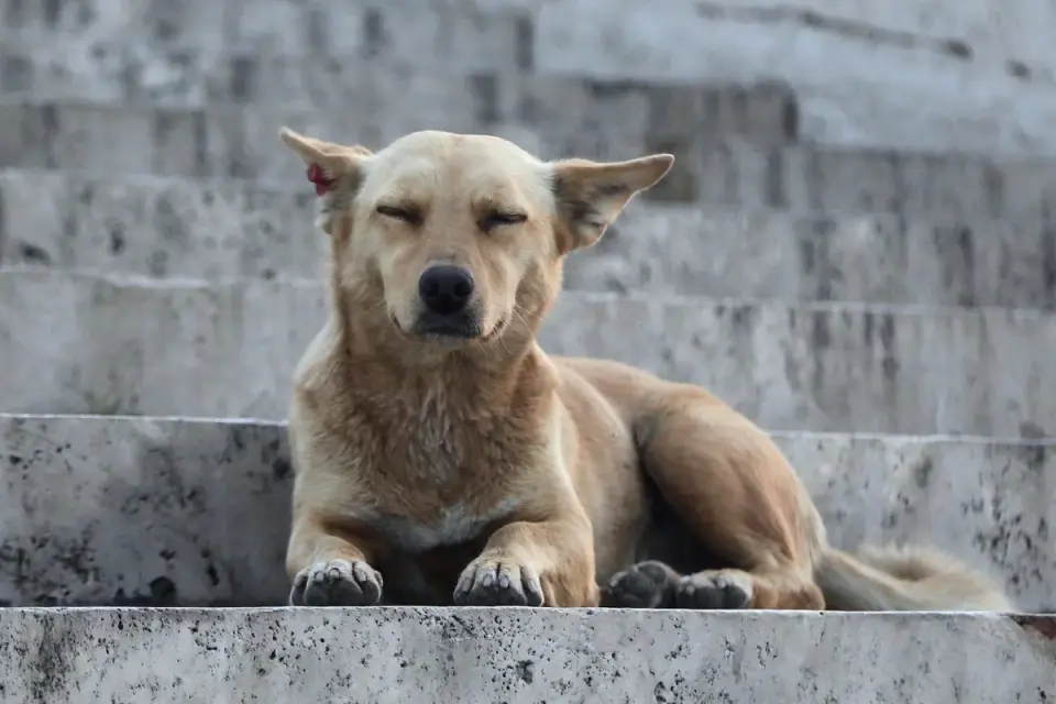 Dog with eyes closed