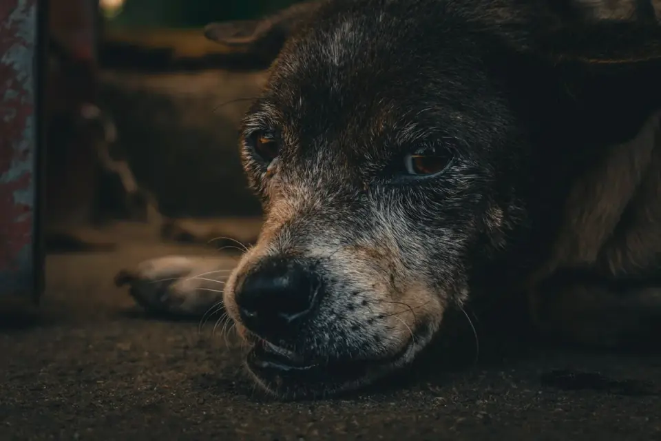 Dog with eyes closed
