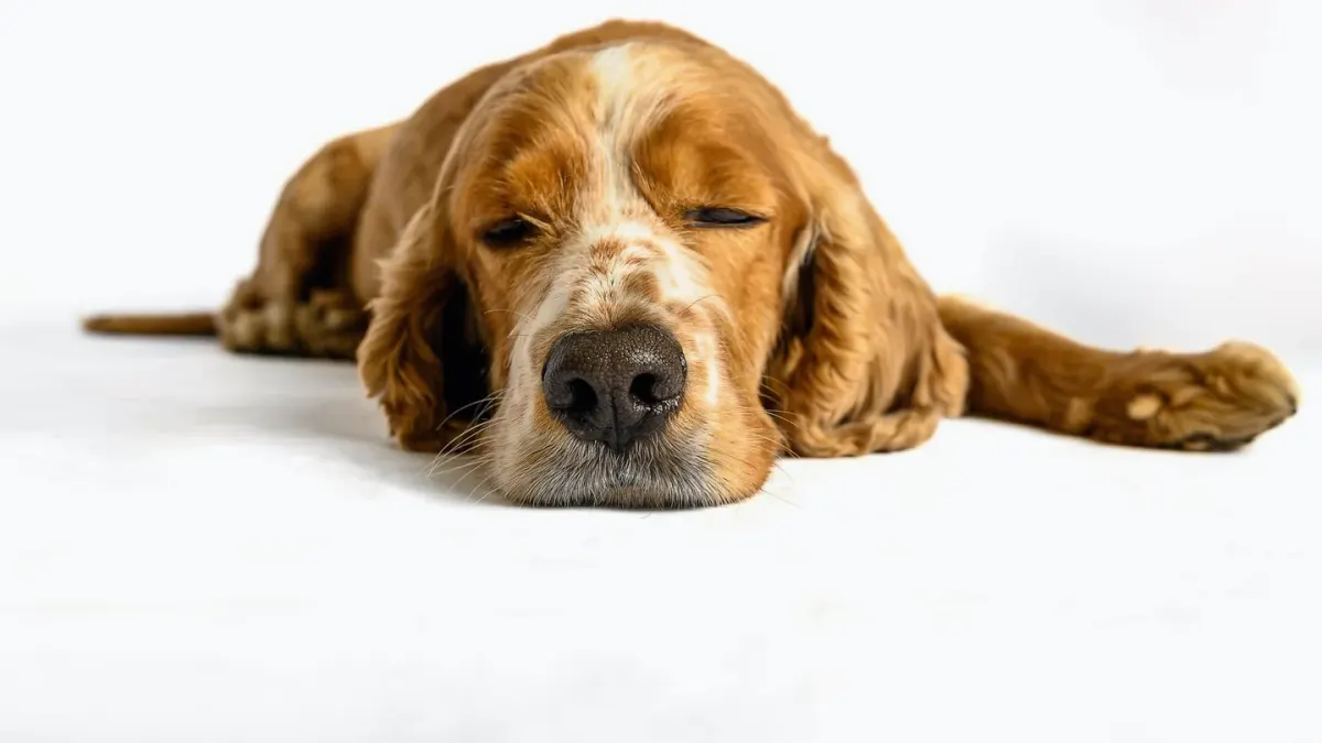 Dog with eyes closed