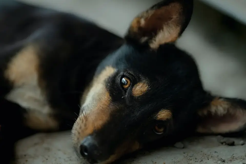 Dog with eyes closed