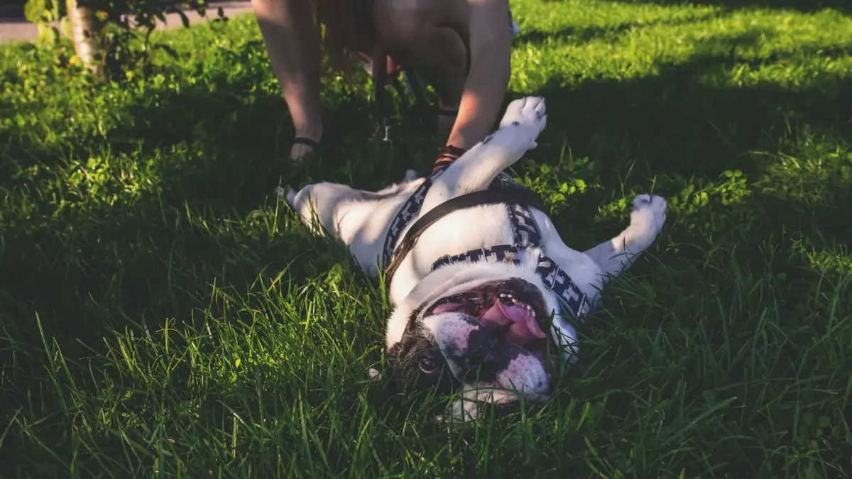 Older dog with an owner in a park