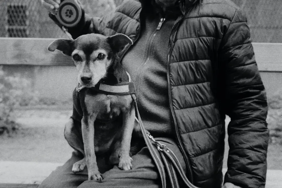 Older dog with an owner in a park