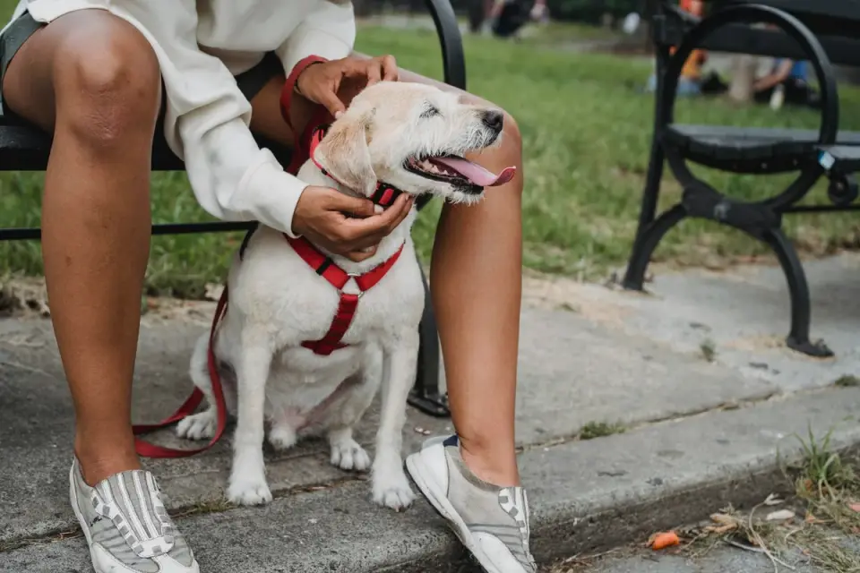 Older dog with an owner in a park