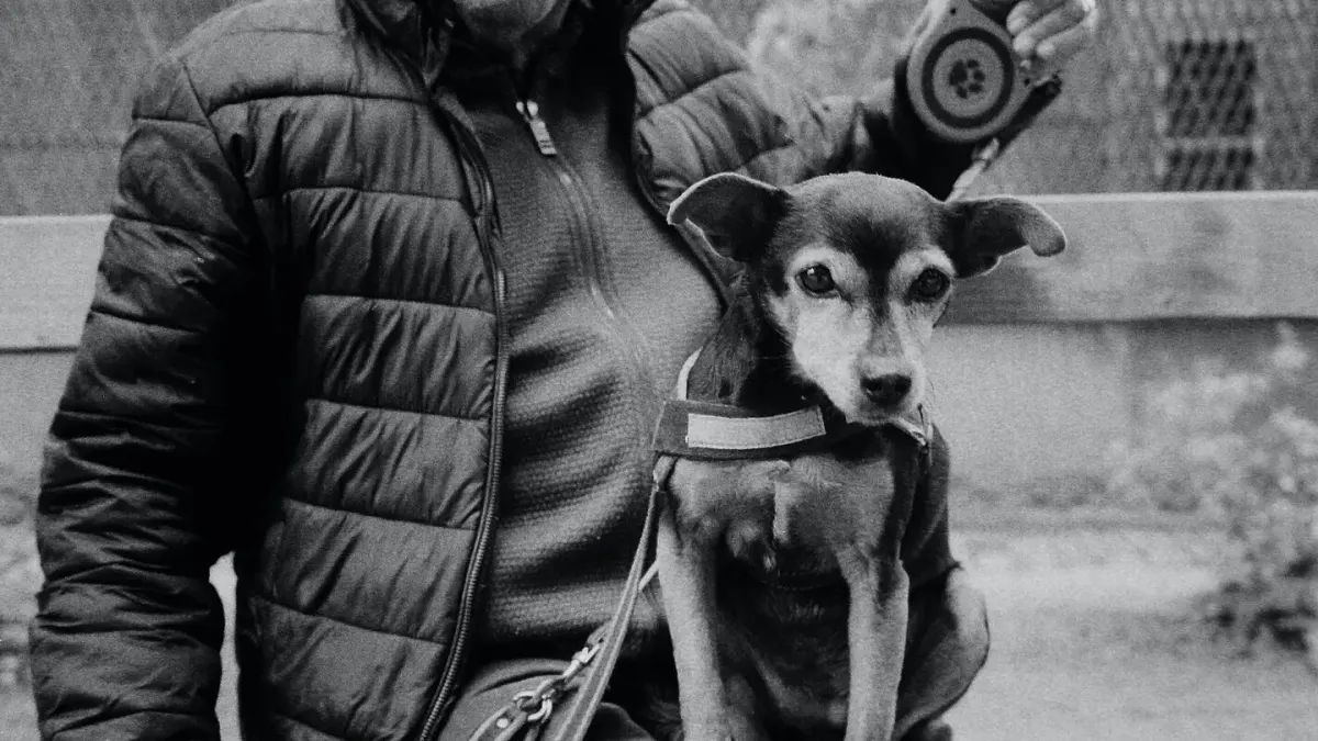 Older dog with an owner in a park