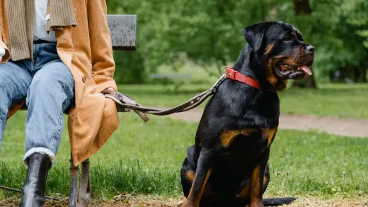 Older dog with an owner in a park