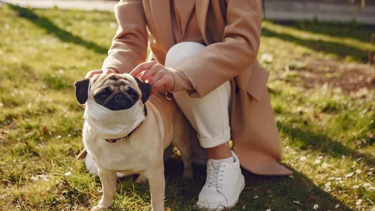 Older dog with an owner in a park