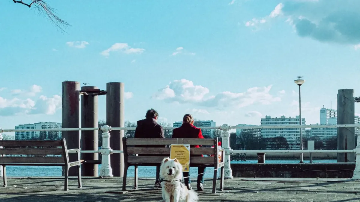 Older dog with an owner in a park